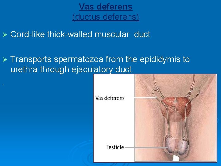 Vas deferens (ductus deferens) Ø Cord-like thick-walled muscular duct Ø Transports spermatozoa from the