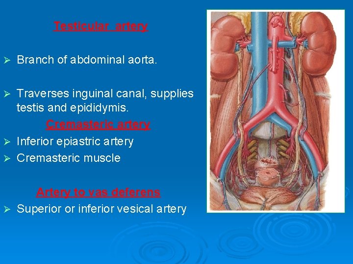 Testicular artery Ø Branch of abdominal aorta. Traverses inguinal canal, supplies testis and epididymis.