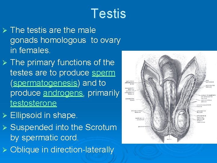 Testis Ø Ø Ø The testis are the male gonads homologous to ovary in