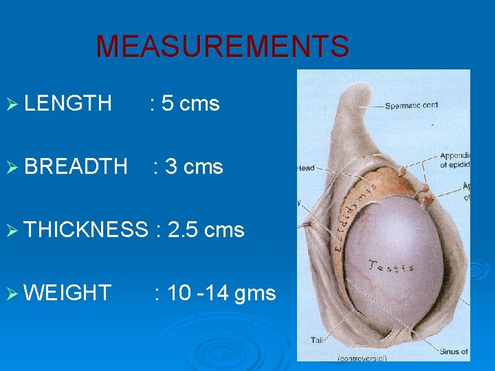 MEASUREMENTS Ø LENGTH : 5 cms Ø BREADTH : 3 cms Ø THICKNESS :