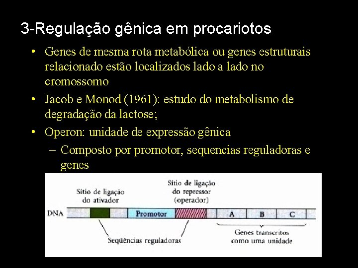 3 -Regulação gênica em procariotos • Genes de mesma rota metabólica ou genes estruturais