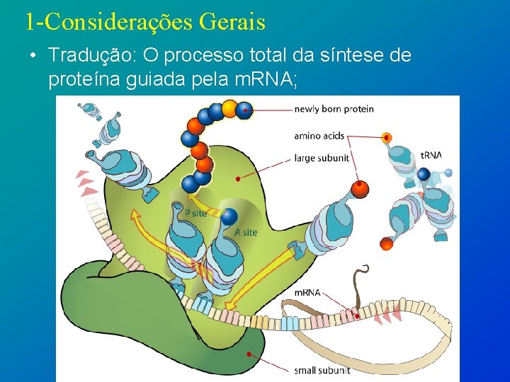 1 -Considerações Gerais • Tradução: O processo total da síntese de proteína guiada pela