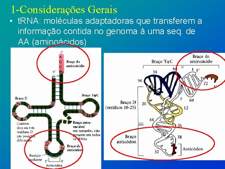 1 -Considerações Gerais • t. RNA: moléculas adaptadoras que transferem a informação contida no