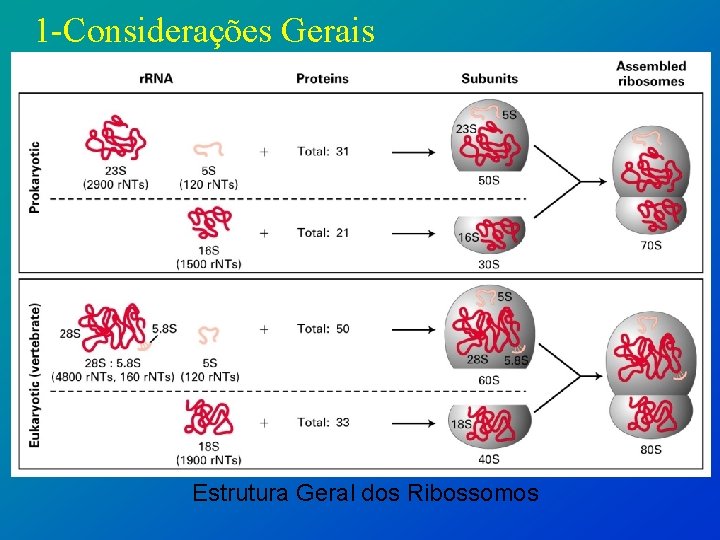 1 -Considerações Gerais Estrutura Geral dos Ribossomos 