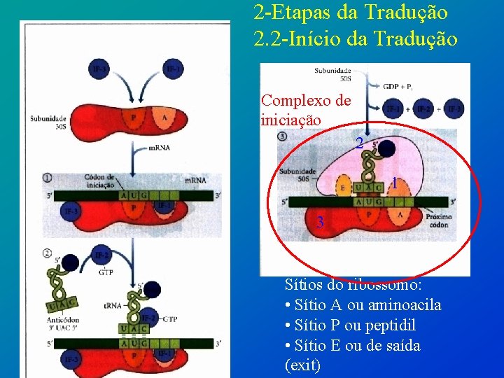 2 -Etapas da Tradução 2. 2 -Início da Tradução Complexo de iniciação 2 1