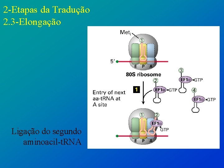 2 -Etapas da Tradução 2. 3 -Elongação Ligação do segundo aminoacil-t. RNA 