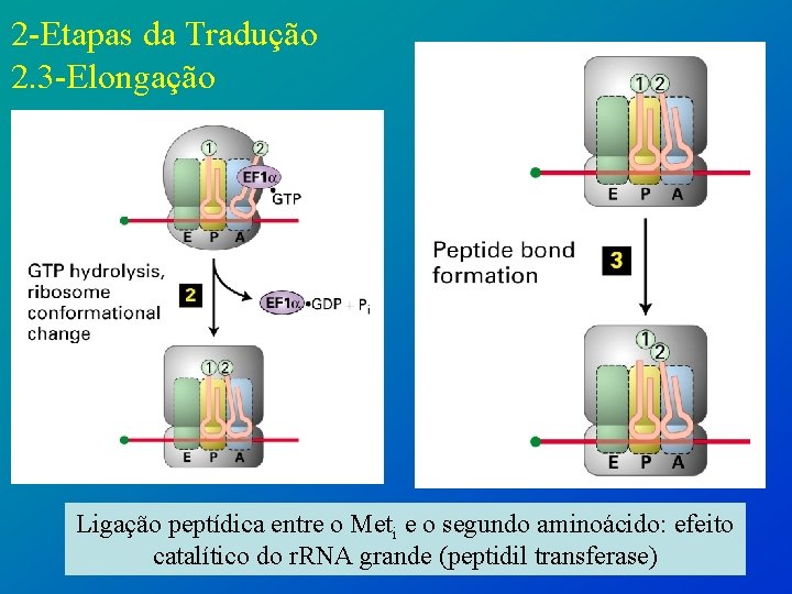 2 -Etapas da Tradução 2. 3 -Elongação Ligação peptídica entre o Meti e o