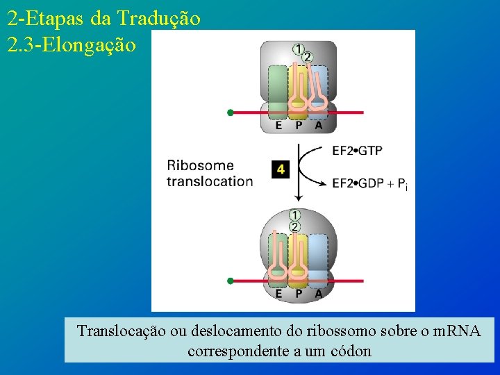 2 -Etapas da Tradução 2. 3 -Elongação Translocação ou deslocamento do ribossomo sobre o