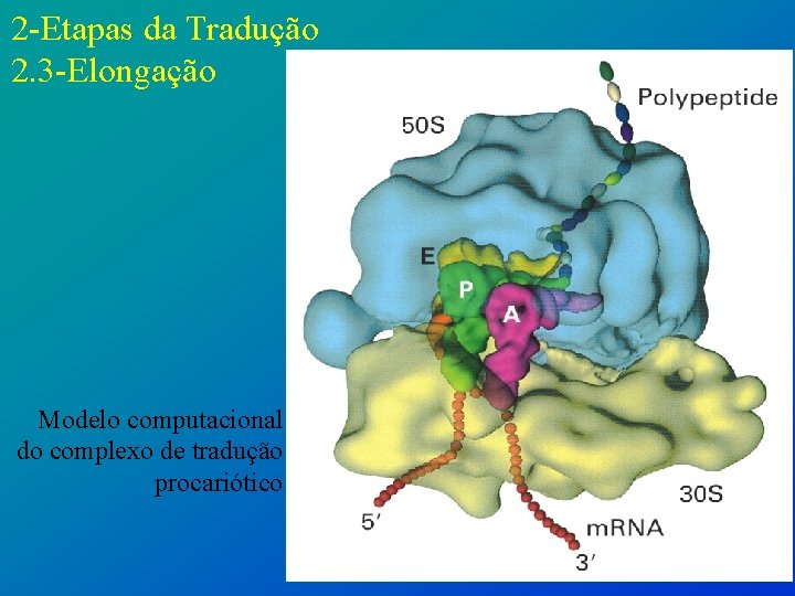 2 -Etapas da Tradução 2. 3 -Elongação Modelo computacional do complexo de tradução procariótico
