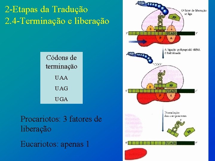 2 -Etapas da Tradução 2. 4 -Terminação e liberação Códons de terminação UAA UAG