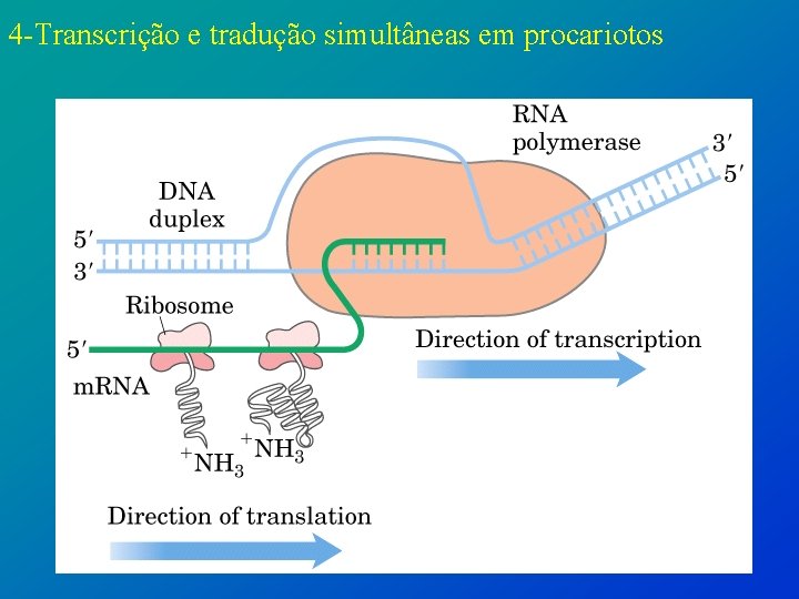 4 -Transcrição e tradução simultâneas em procariotos 
