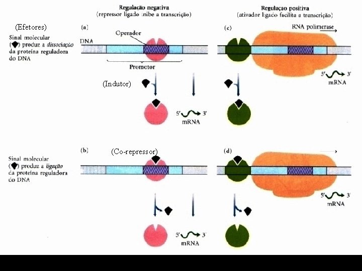 (Efetores) (Indutor) (Co-repressor) 