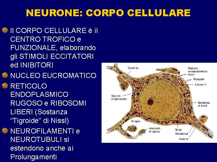 NEURONE: CORPO CELLULARE Il CORPO CELLULARE è il CENTRO TROFICO e FUNZIONALE, elaborando gli