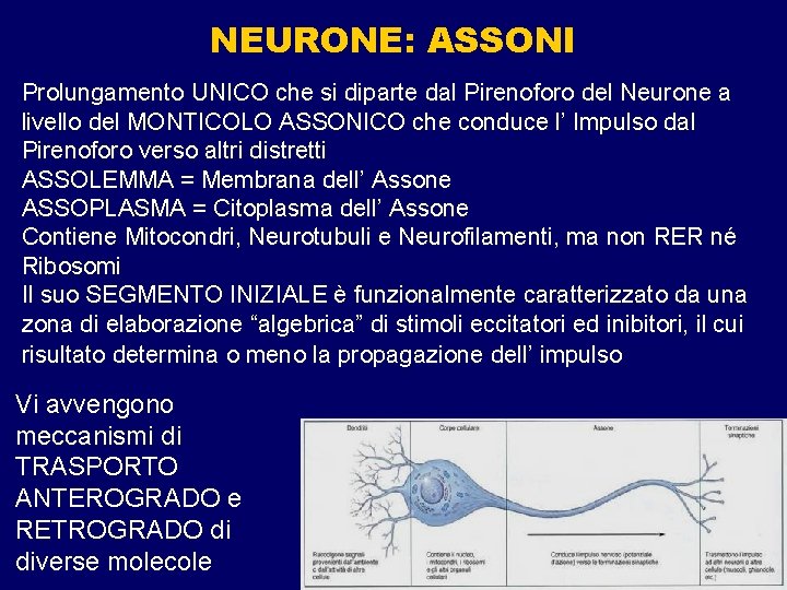 NEURONE: ASSONI Prolungamento UNICO che si diparte dal Pirenoforo del Neurone a livello del