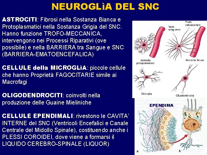 NEUROGLìA DEL SNC ASTROCITI: Fibrosi nella Sostanza Bianca e Protoplasmatici nella Sostanza Grigia del