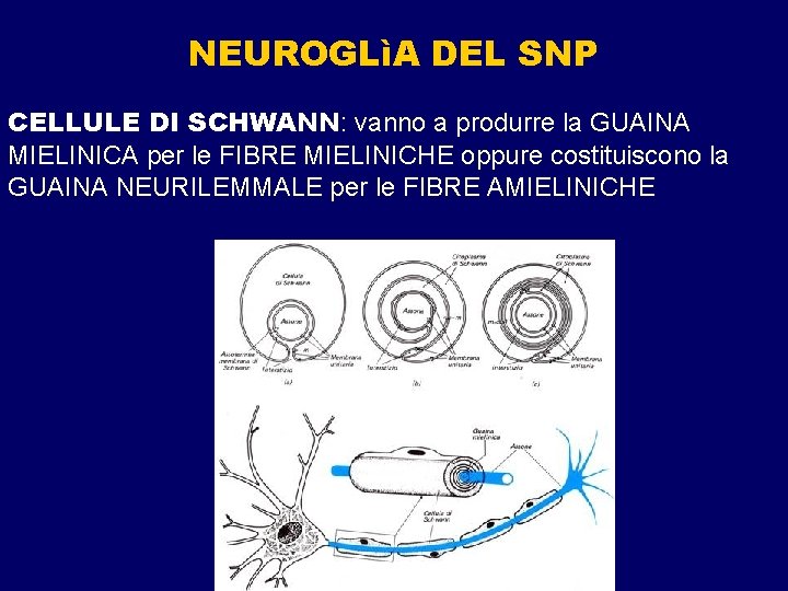 NEUROGLìA DEL SNP CELLULE DI SCHWANN: vanno a produrre la GUAINA MIELINICA per le