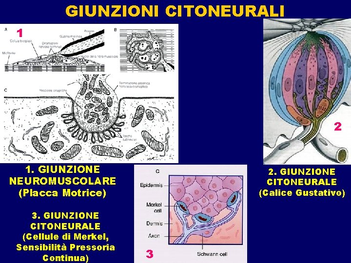 GIUNZIONI CITONEURALI 1 2 1. GIUNZIONE NEUROMUSCOLARE (Placca Motrice) 3. GIUNZIONE CITONEURALE (Cellule di