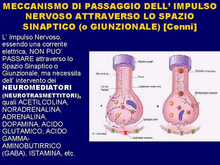 MECCANISMO DI PASSAGGIO DELL’ IMPULSO NERVOSO ATTRAVERSO LO SPAZIO SINAPTICO (o GIUNZIONALE) [Cenni] L’