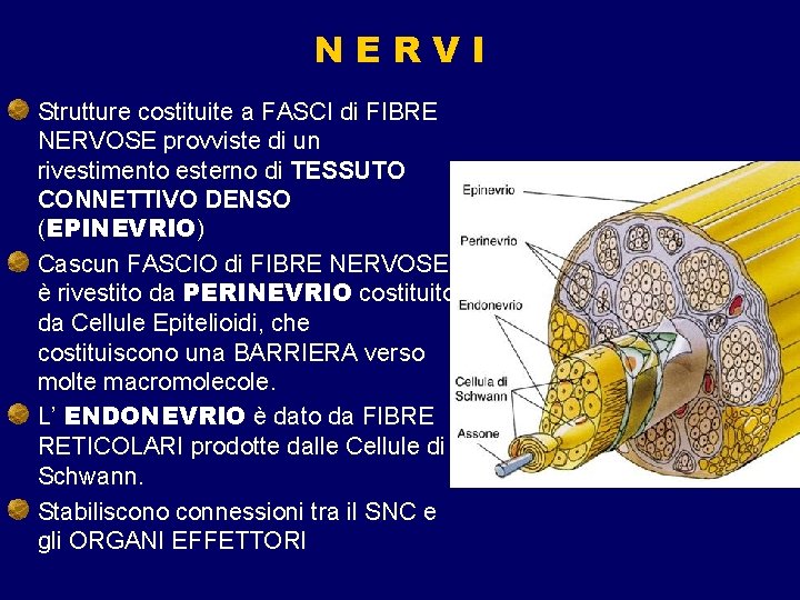 NERVI Strutture costituite a FASCI di FIBRE NERVOSE provviste di un rivestimento esterno di