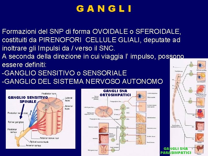 GANGLI Formazioni del SNP di forma OVOIDALE o SFEROIDALE, costituiti da PIRENOFORI CELLULE GLIALI,