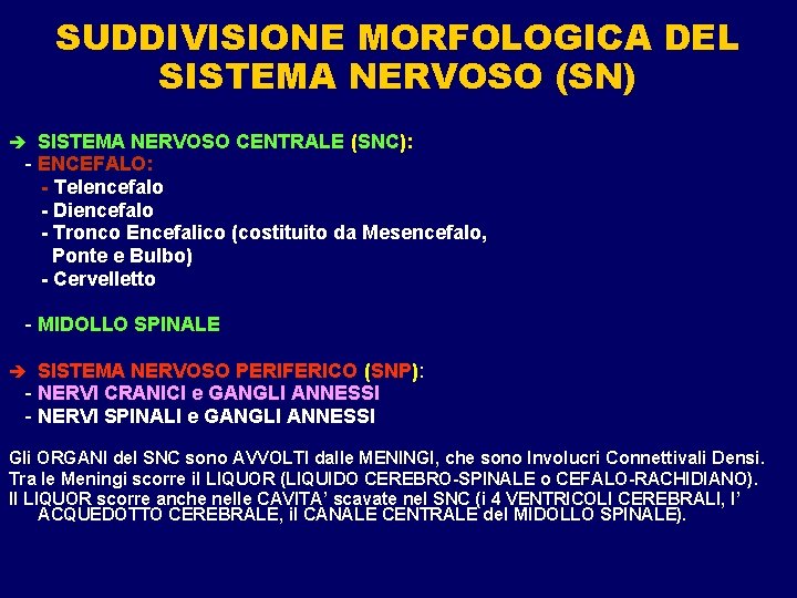 SUDDIVISIONE MORFOLOGICA DEL SISTEMA NERVOSO (SN) SISTEMA NERVOSO CENTRALE (SNC): - ENCEFALO: - Telencefalo