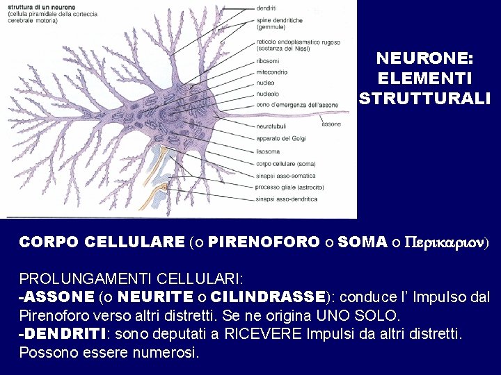 NEURONE: ELEMENTI STRUTTURALI CORPO CELLULARE (o PIRENOFORO o SOMA o PROLUNGAMENTI CELLULARI: -ASSONE (o