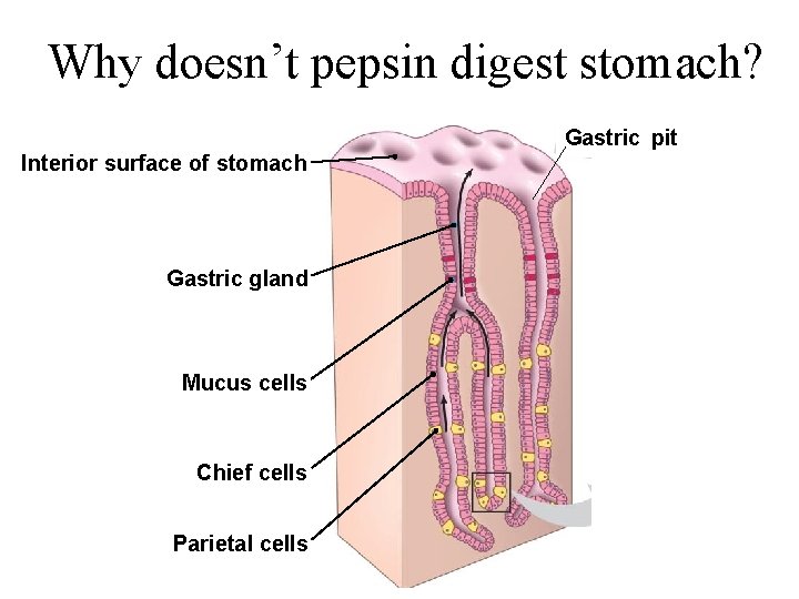 Why doesn’t pepsin digest stomach? Gastric pit Interior surface of stomach Gastric gland Mucus