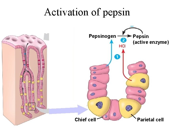 Activation of pepsin Pepsinogen HCl Chief cell Pepsin (active enzyme) Parietal cell 