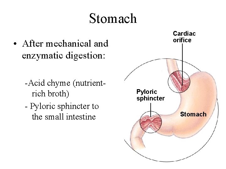Stomach Cardiac orifice • After mechanical and enzymatic digestion: -Acid chyme (nutrientrich broth) -