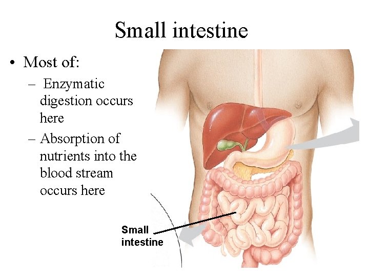 Small intestine • Most of: – Enzymatic digestion occurs here – Absorption of nutrients