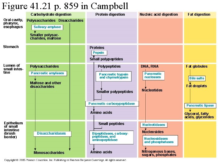 Figure 41. 21 p. 859 in Campbell Carbohydrate digestion Oral cavity, pharynx, esophagus Protein
