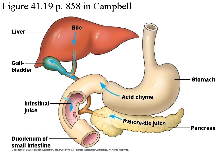 Figure 41. 19 p. 858 in Campbell Liver Bile Gallbladder Stomach Acid chyme Intestinal