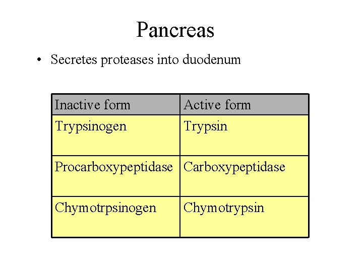 Pancreas • Secretes proteases into duodenum Inactive form Trypsinogen Active form Trypsin Procarboxypeptidase Chymotrpsinogen