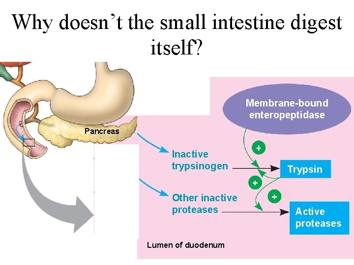 Why doesn’t the small intestine digest itself? Membrane-bound enteropeptidase Pancreas Fig. 37. 13 Inactive