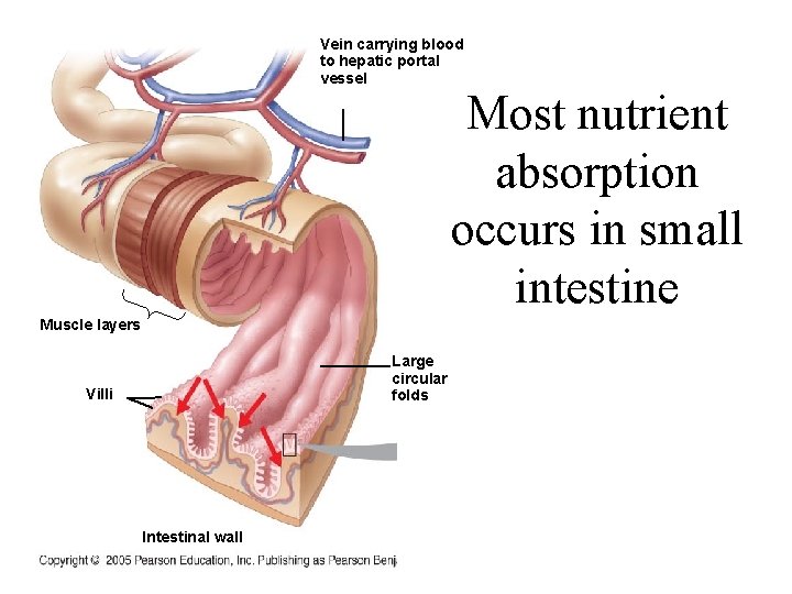 Vein carrying blood to hepatic portal vessel Most nutrient absorption occurs in small intestine
