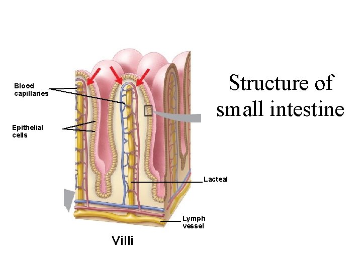 Structure of small intestine Blood capillaries Epithelial cells Lacteal Lymph vessel Villi 
