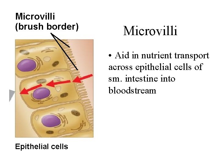 Microvilli (brush border) Microvilli • Aid in nutrient transport across epithelial cells of sm.