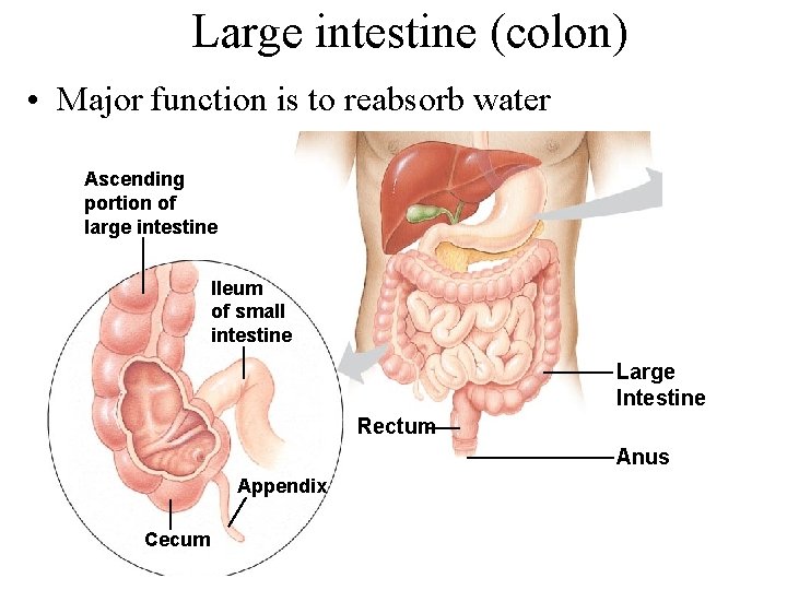 Large intestine (colon) • Major function is to reabsorb water Ascending portion of large