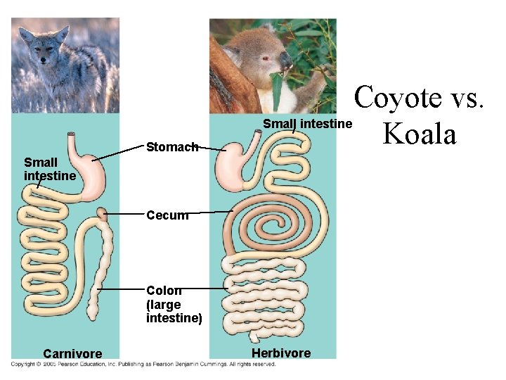 Stomach Coyote vs. Small intestine Koala Small intestine Cecum Colon (large intestine) Carnivore Herbivore