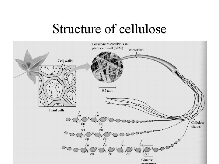 Structure of cellulose 