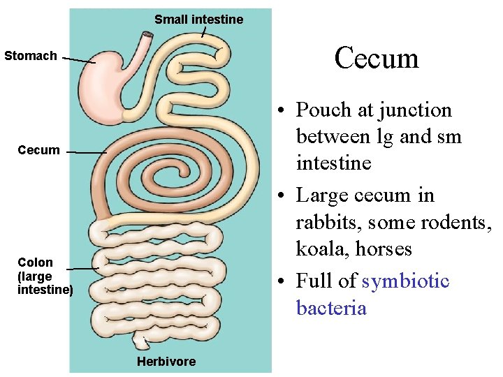 Small intestine Cecum Stomach • Pouch at junction between lg and sm intestine •