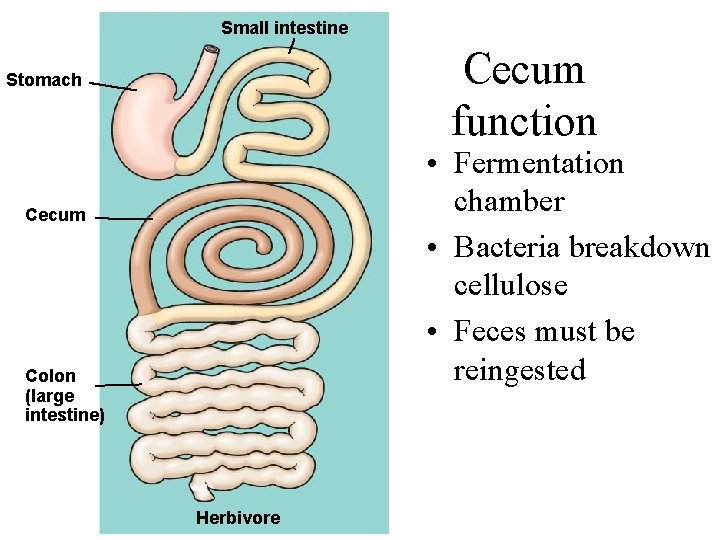 Small intestine Cecum function Stomach • Fermentation chamber • Bacteria breakdown cellulose • Feces
