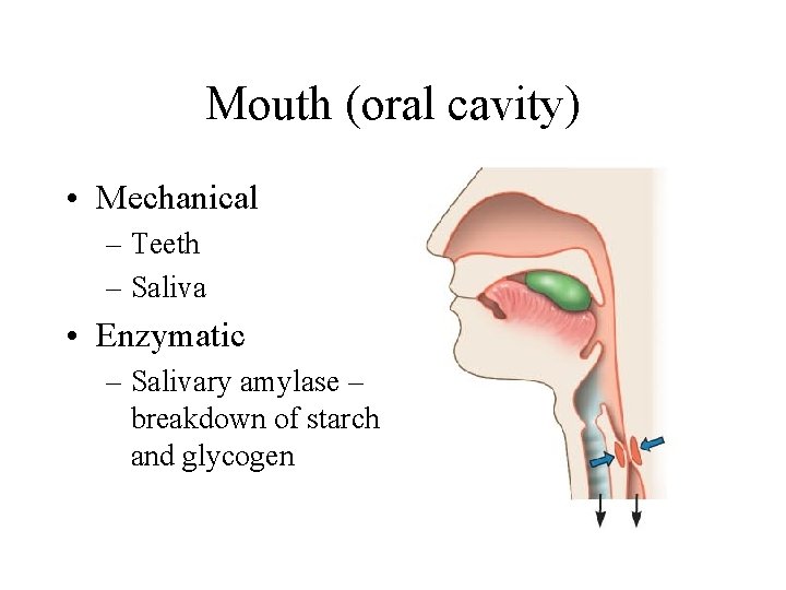 Mouth (oral cavity) • Mechanical – Teeth – Saliva • Enzymatic – Salivary amylase