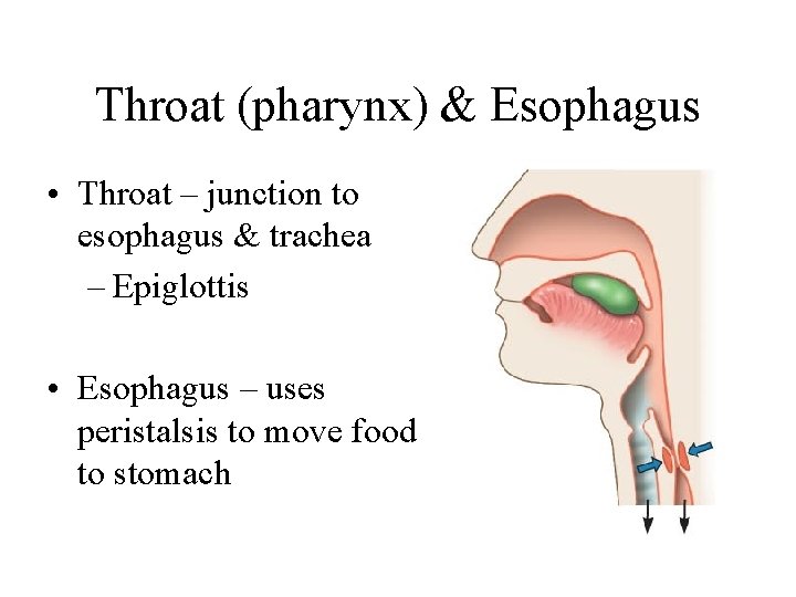 Throat (pharynx) & Esophagus • Throat – junction to esophagus & trachea – Epiglottis