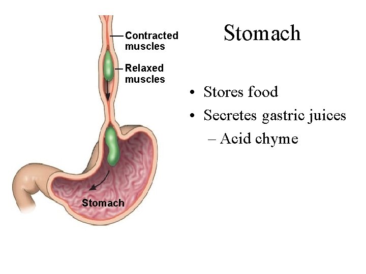 Contracted muscles Relaxed muscles Stomach • Stores food • Secretes gastric juices – Acid