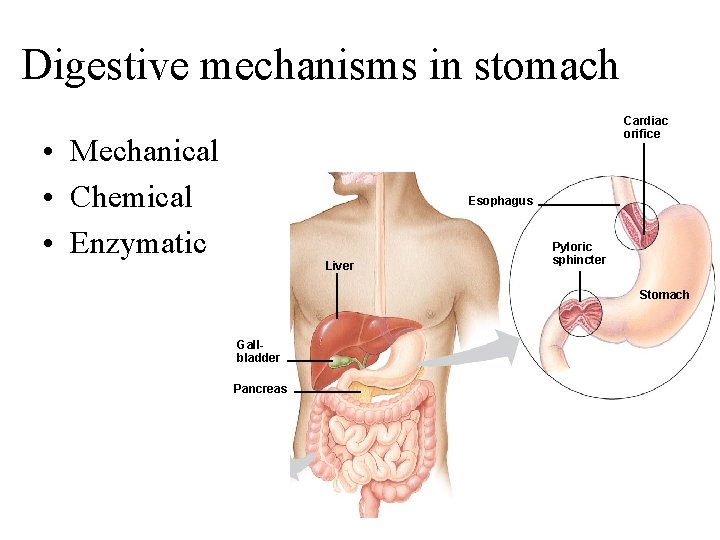 Digestive mechanisms in stomach Cardiac orifice • Mechanical • Chemical • Enzymatic Esophagus Liver