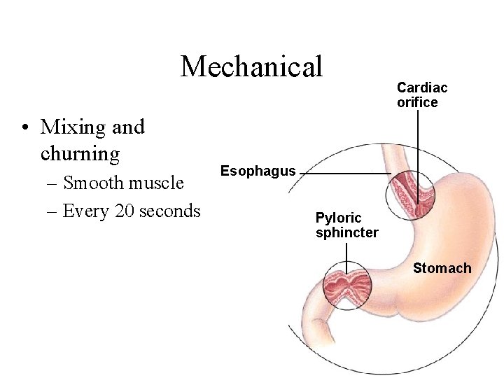 Mechanical • Mixing and churning – Smooth muscle – Every 20 seconds Cardiac orifice
