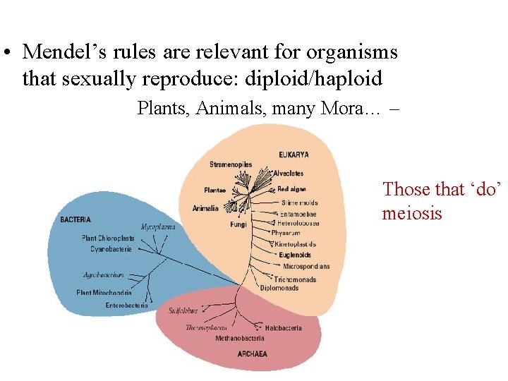  • Mendel’s rules are relevant for organisms that sexually reproduce: diploid/haploid Plants, Animals,