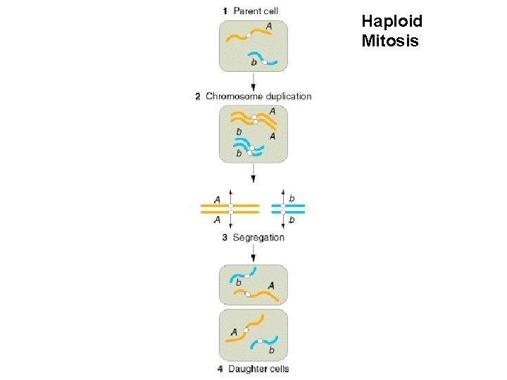 Haploid Mitosis 