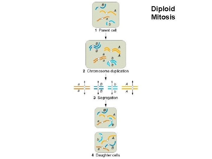 Diploid Mitosis 